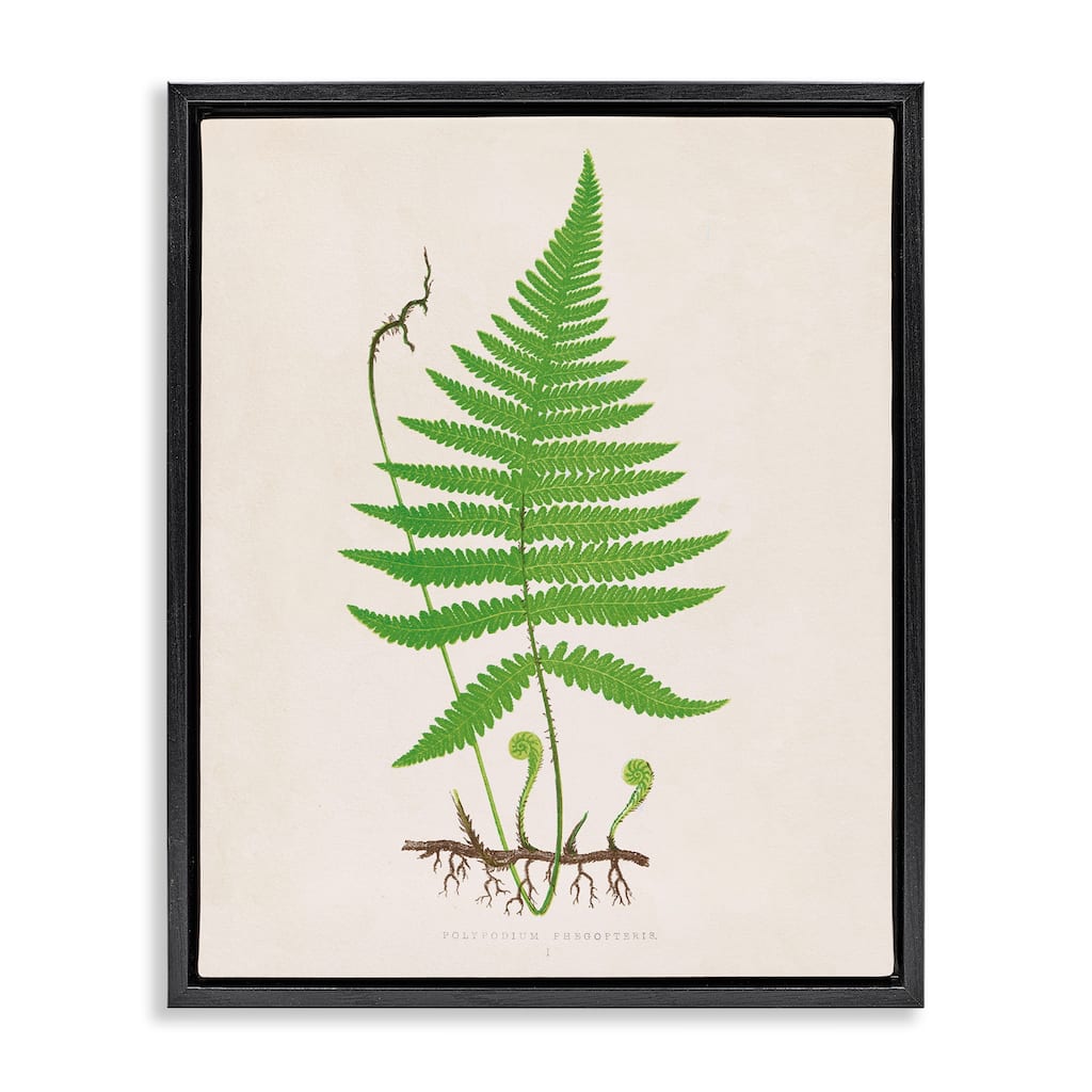 Stupell Curled Budding Fern Sprigs Framed Floater Canvas Wall Art Design By Phillipa Katz