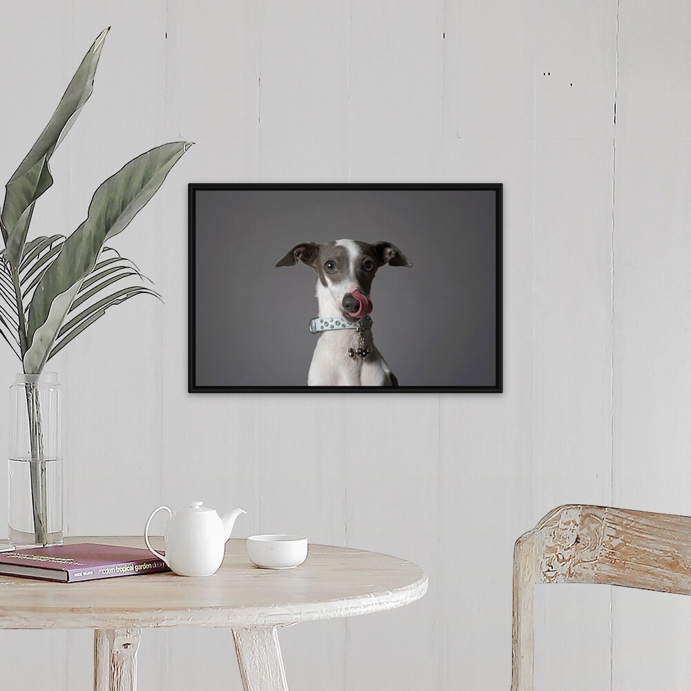 Shop Dog Licking His Nose Black Float Frame Canvas Art Free