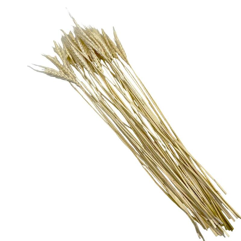 Bundle of 4 Dried wheat, 50 pcs,24" long - 24 inches