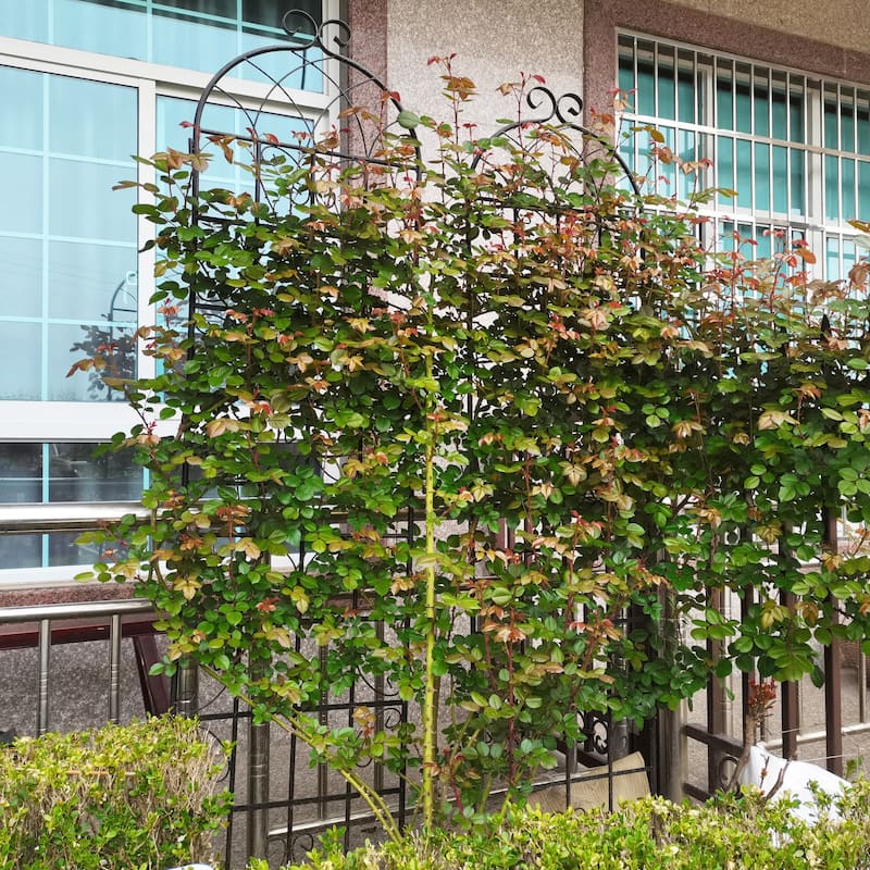 2 Pack Metal Garden Rustproof Trellis for Climbing Plants