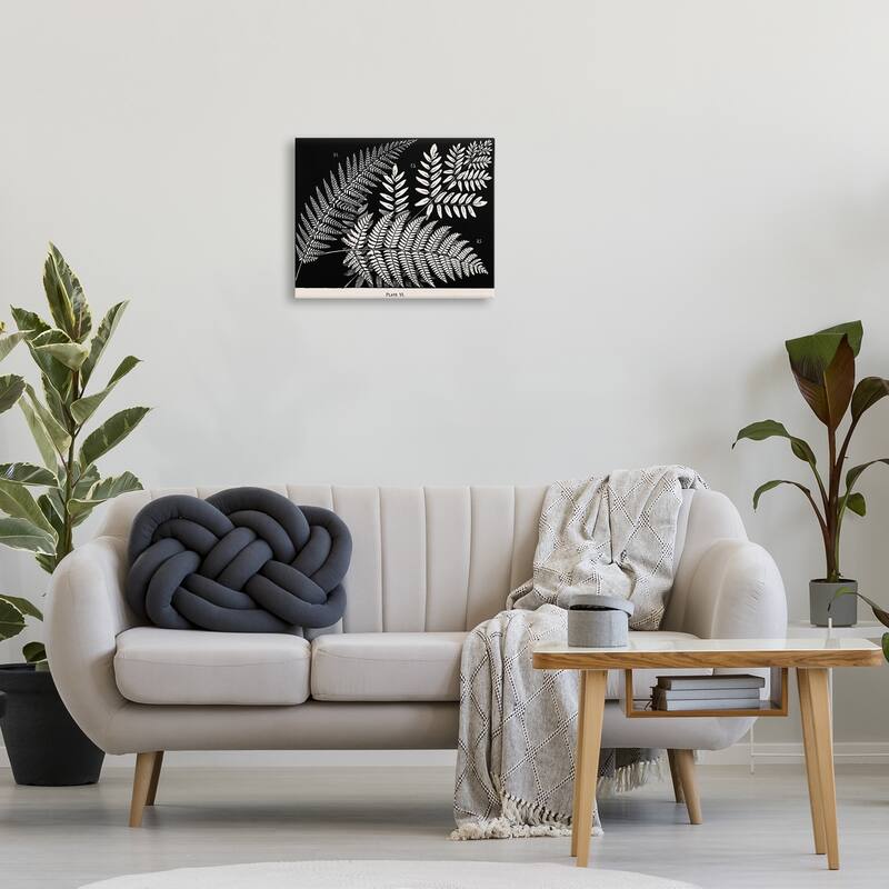 Stupell Fern Varieties on Black Canvas Wall Art Design By Phillipa Katz