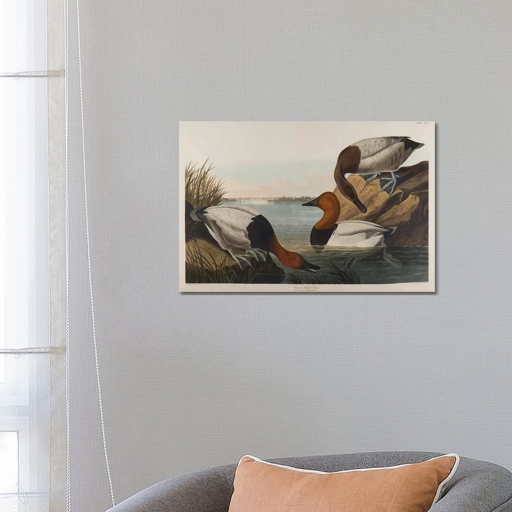 iCanvas "Canvas Backed Duck, 1836" by John James Audubon Canvas Print