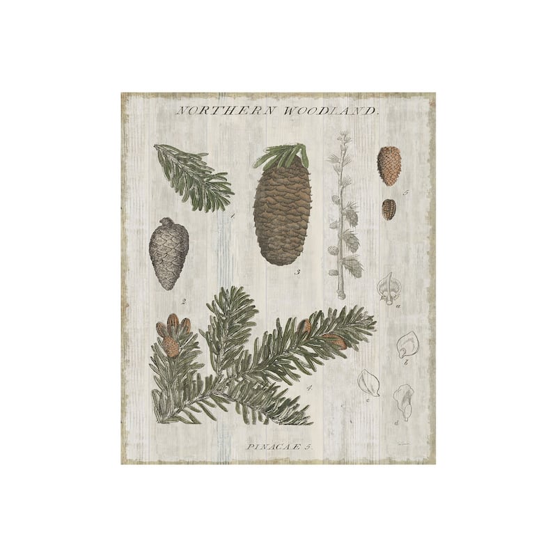 Woodland Chart IV (28 x 35) Canvas Art Print - Small