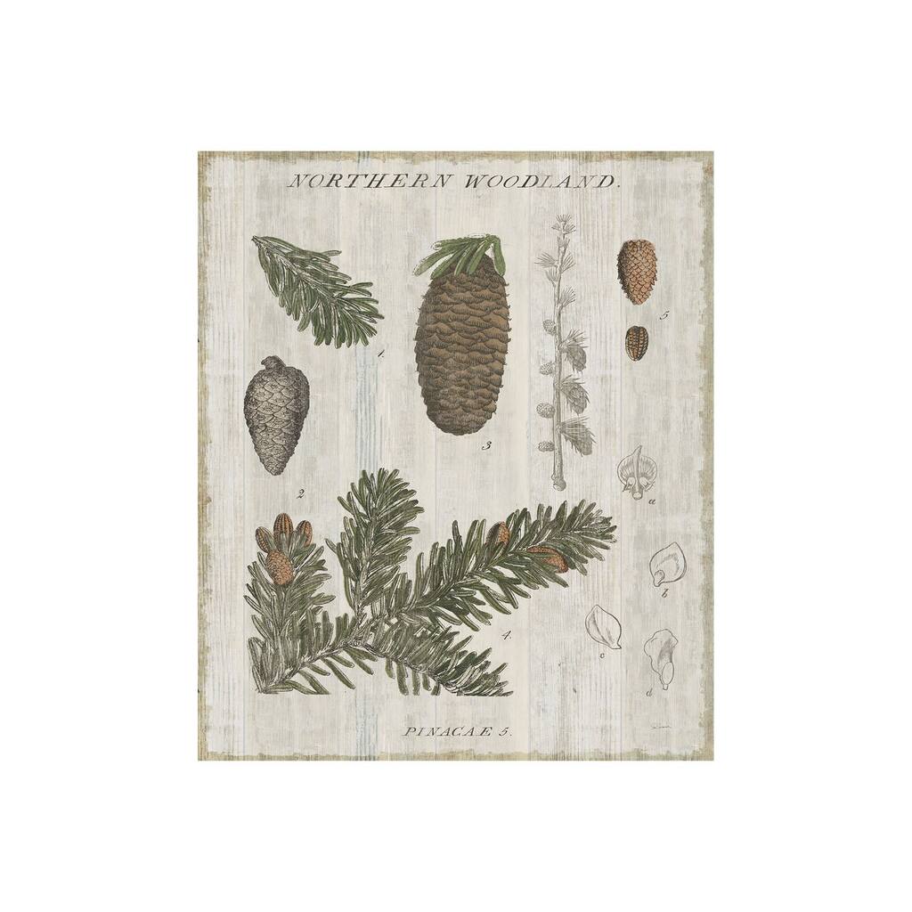 Woodland Chart IV (28 x 35) Canvas Art Print
