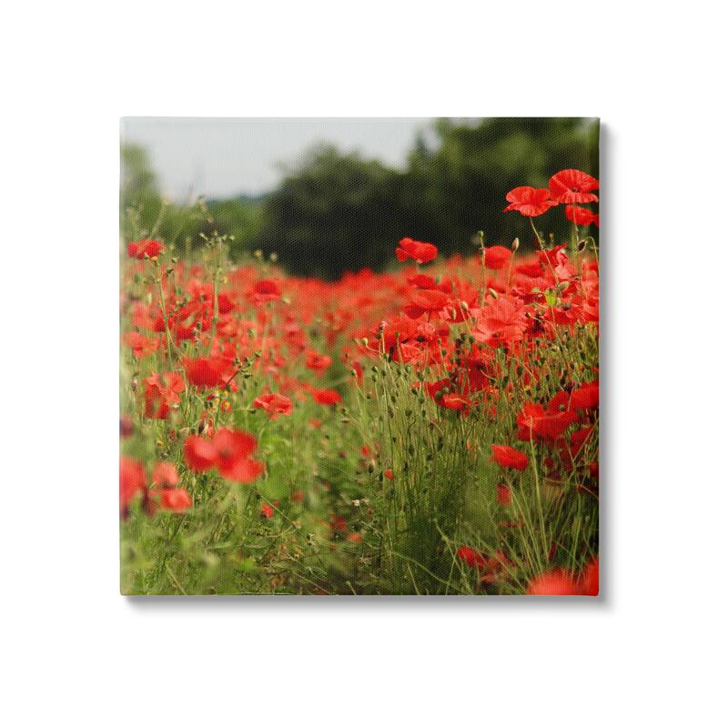 Stupell Brilliant Red Poppy Meadow Scenic Flower Blooms Canvas Wall Art, Design by Dan Meneely - 24 x 24