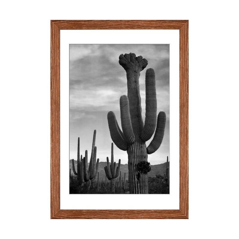 iCanvas "Saguaros, Saguaro National Monument" by Ansel Adams - Walnut - 24x16x1