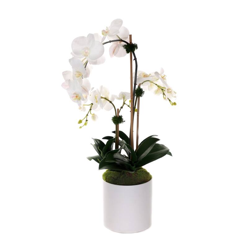 Real Touch Phalaenopsis Orchids in White Cylinder Pot