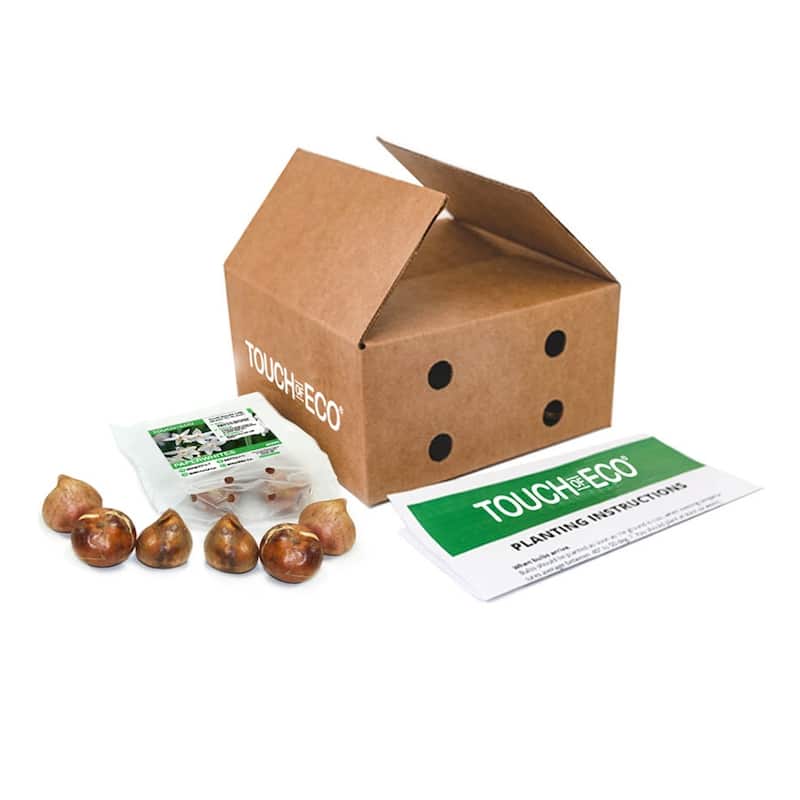 Paperwhite Fragrant Flowers - 9 Bulbs - Spring Blooming White Narcissus - Attracts Butterflies, Bees & Hummingbirds - 9 Bulbs - 9 Bulbs