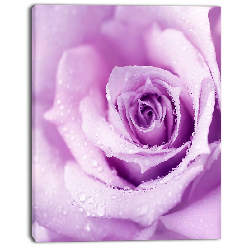Designart "Purple Wet Rose Background" Flowers Canvas Wall Artwork Print