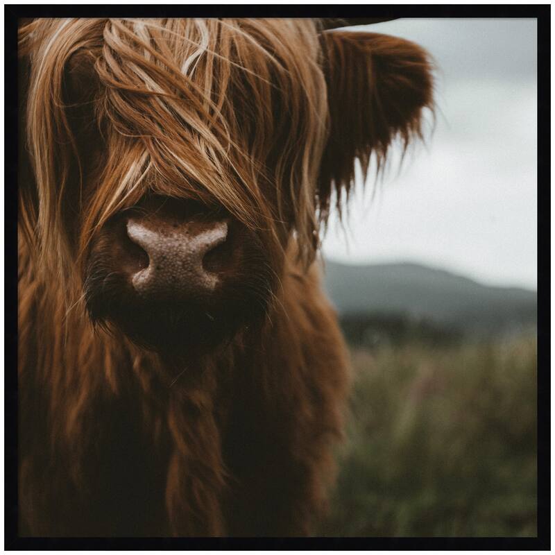 Kate and Laurel Close Up of Scottish Highland Cattle Baby SQ by Michael Schauer Framed Wall Art Print - 33 x 33 - Black