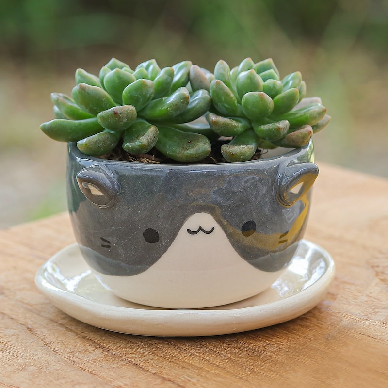 Novica Handmade Kitty Spell Ceramic Mini Flower Pot