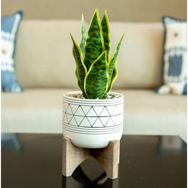 Flora Bunda Snake Plant in Ceramic Pot on Stand, 12" - White, Black