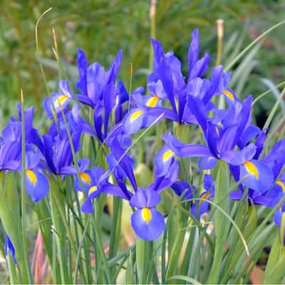 Colorful Mixed Dutch Iris-Blue, Yellow, Purple, White Flowers - 50 Bulbs- Attracts Butterflies, Bees & Hummingbirds - 50 Bulbs