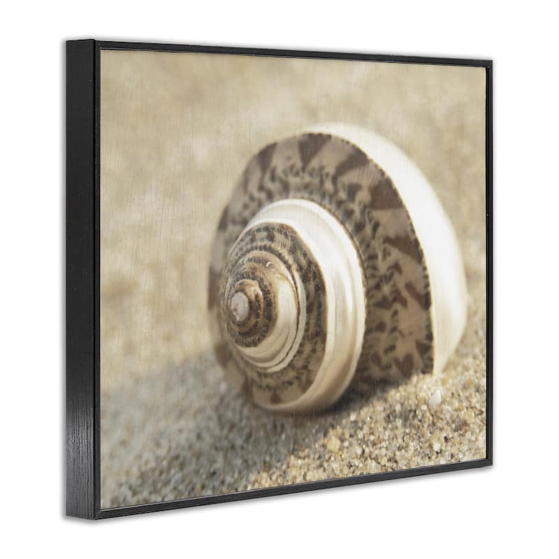 Stupell Neutral Tone Seashell Framed Giclee Art Design By Dora Rotondella