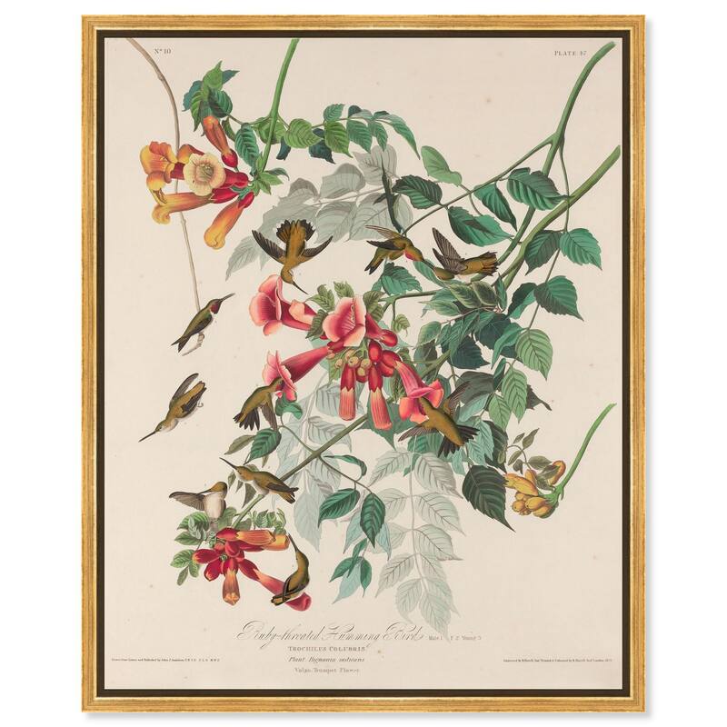 Trochilus Colubris Canvas by Art Remedy - Gold - 16" x 20"