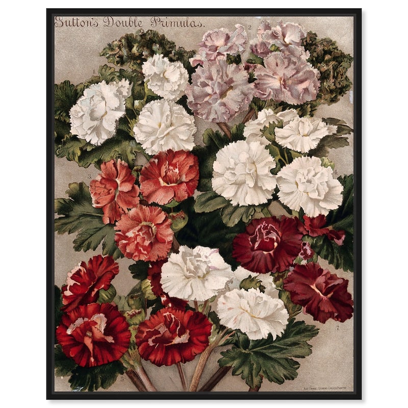 Flowered Primulas Canvas by Art Remedy - Black - 30" x 36"