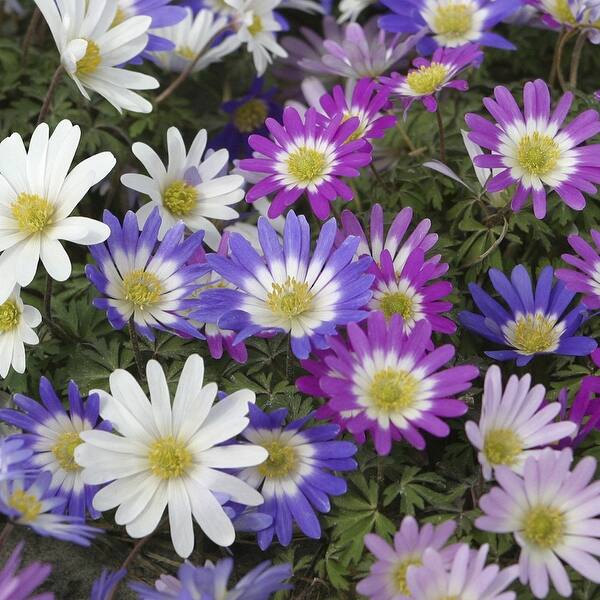 slide 2 of 4, Van Zyverden Wind Flowers Anemone Blanda Mixed Set of 100 Bulbs