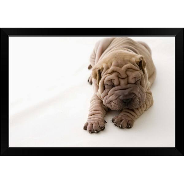Shar Pei Puppy Sleeping Black Framed Print Overstock