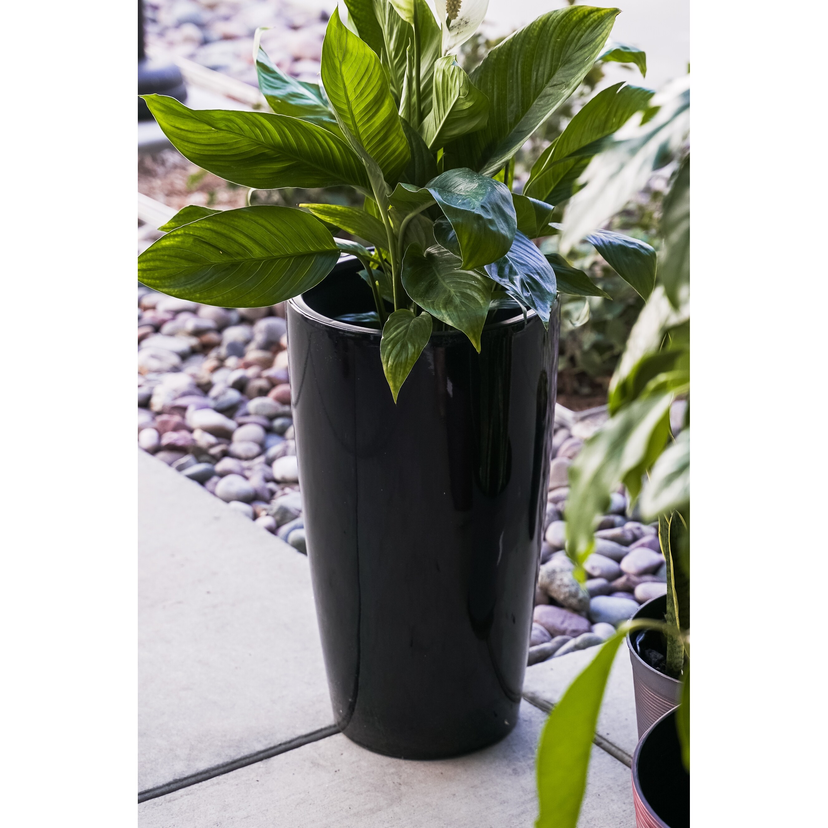 Pumpkin Sprout Self-Watering Planter | Whimsical Clear Garden Gift – Hydro  Plant, image size:2656x2656