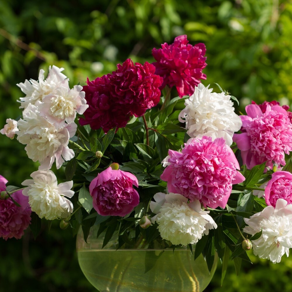 Mixed-Peonies---4,-8-or-16-