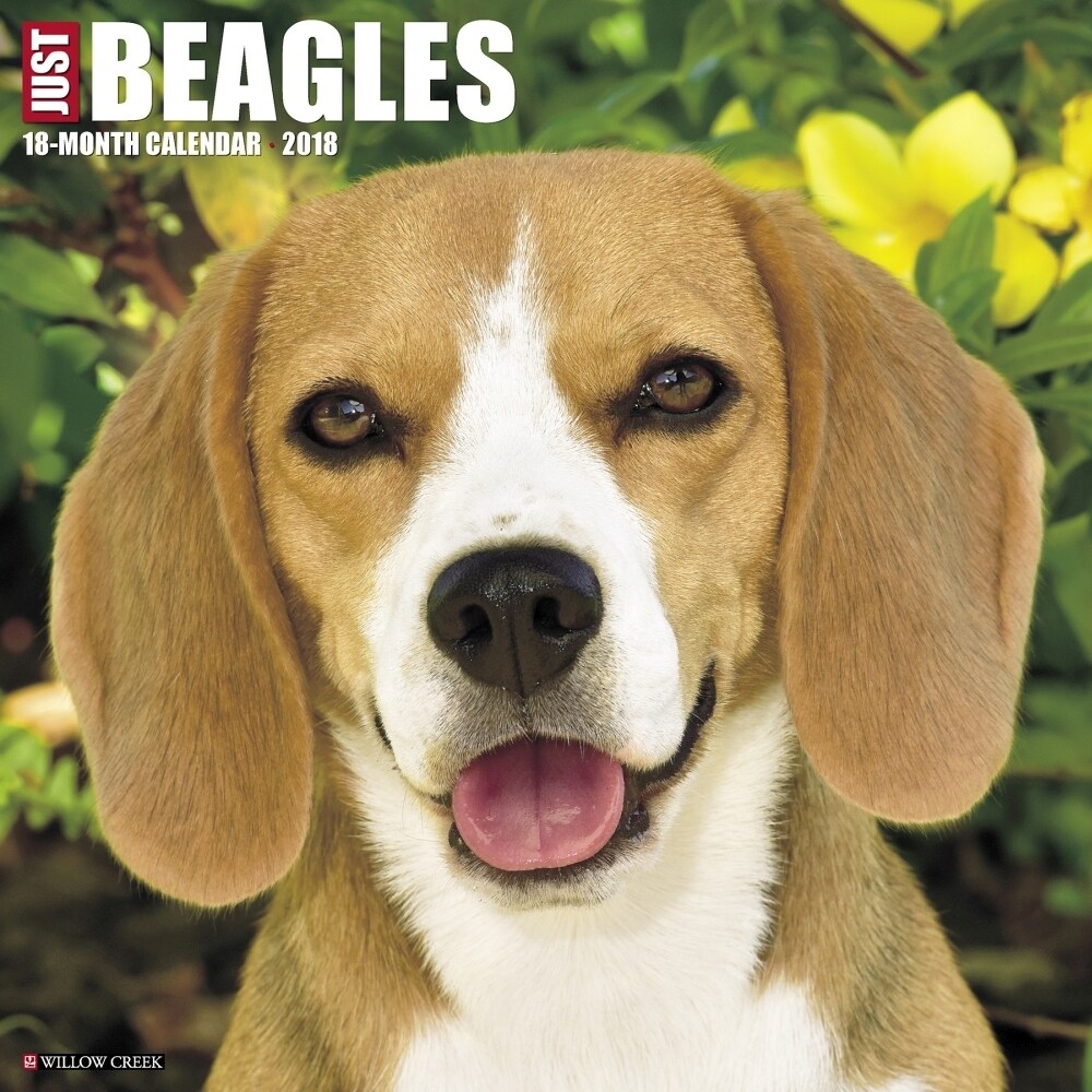 Shop Just Beagles Wall Calendar Beagle By Willow Creek Press