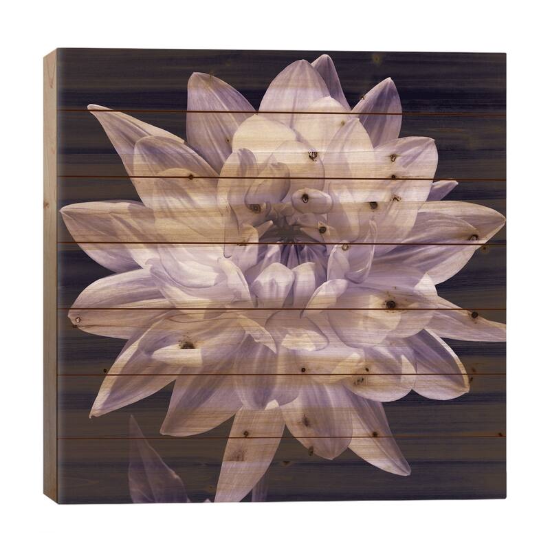 White Dahlia I Print On Wood by Caroline Kelly - Multi-Color - 26x26x1.5