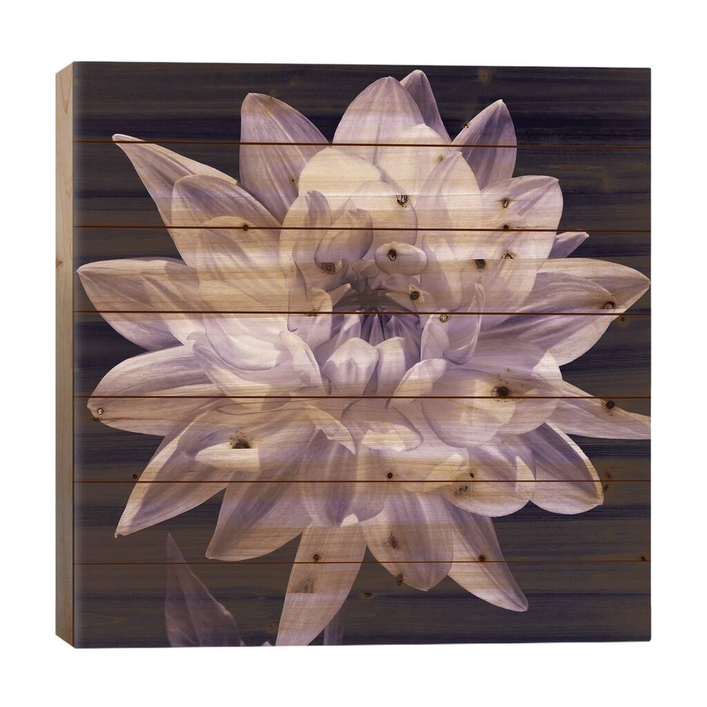 White Dahlia I Print On Wood by Caroline Kelly - Multi-Color