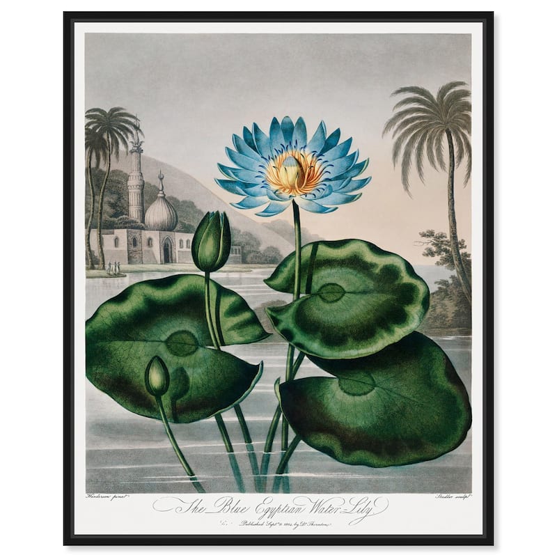 Blue Egyptian Water-Lily Canvas by Art Remedy - Black - 30" x 36"