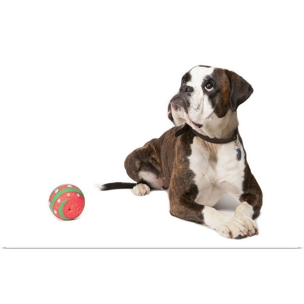"Boxer dog lying on the floor with a red ball" Poster Print