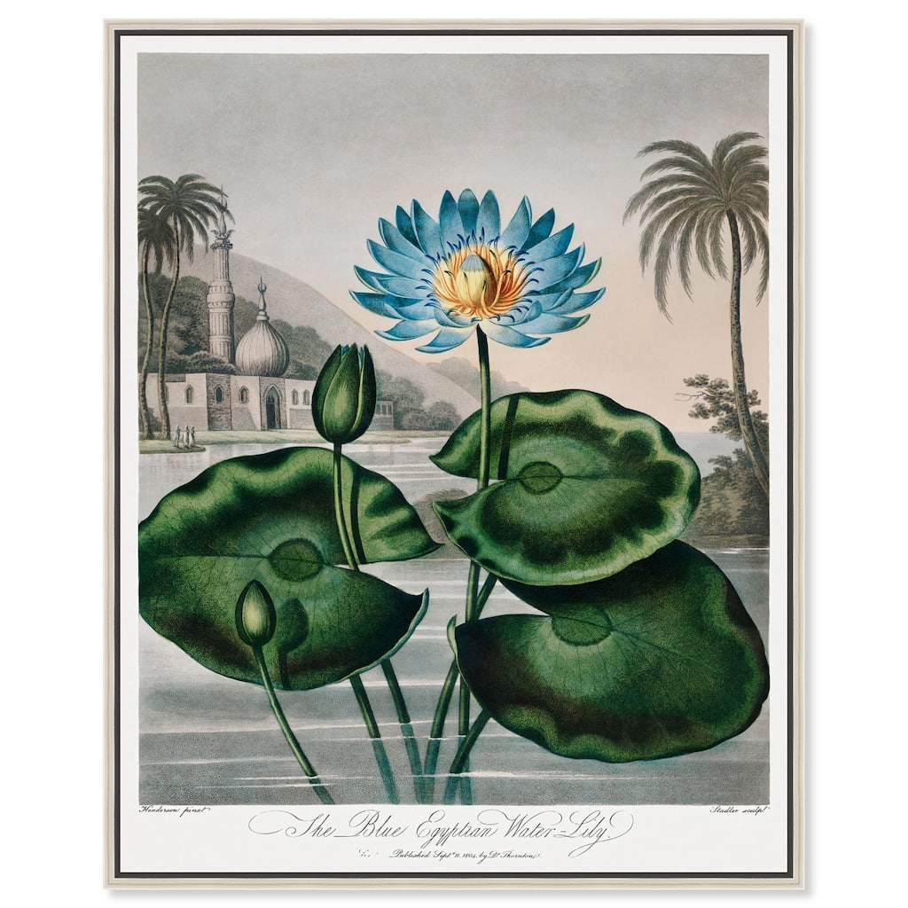 Blue Egyptian Water-Lily Canvas by Art Remedy