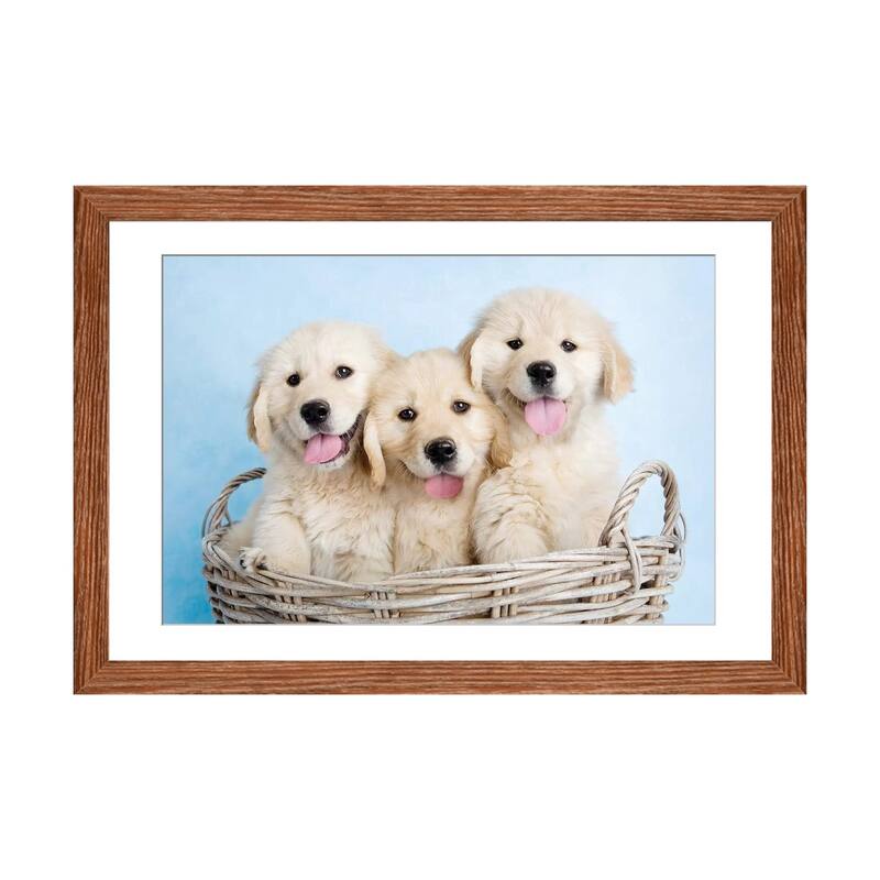 iCanvas "Buffy, Biskit, And Beau" by Rachael Hale - Walnut - 16x24x1