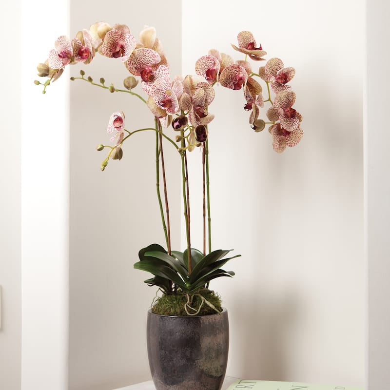 Phalaenopsis Orchid Drop-In 32"