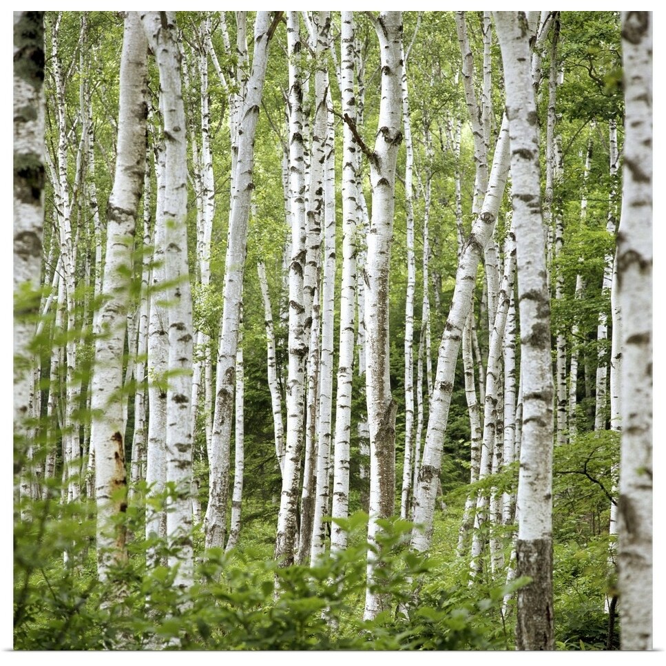 Shop Birch Trees Betula Sp Summer Poster Print Overstock
