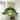 1-Light Glass Pendant Light, Gold Organic Globe Modern Minimalist Art Glass Clear Ceiling Hanging Fixtures For Kitchen Island