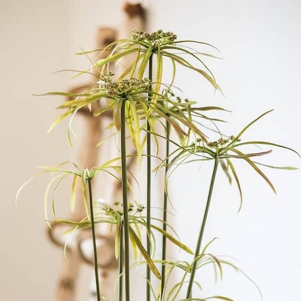 Shop Rusticreach Star Bamboo Bonsai 31 Tall Overstock 22799770