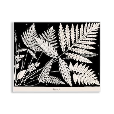 Stupell Overlapping Ferns on Black Wall Plaque Art Design By Phillipa Katz