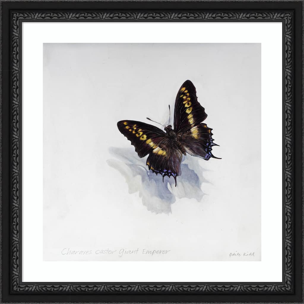 Giant Emperor Butterfly by Odile Kidd Wood Framed Wall Art Print - Downton Black