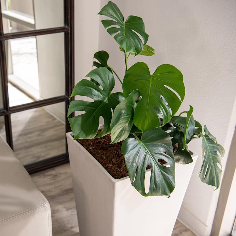 XBrand Modern Square Tapered Planter – 28" or 30" Tall, Indoor & Outdoor Use