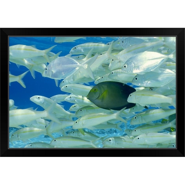 "Yellow surgeon fish with yellow stripe goldfish" Black Framed Print