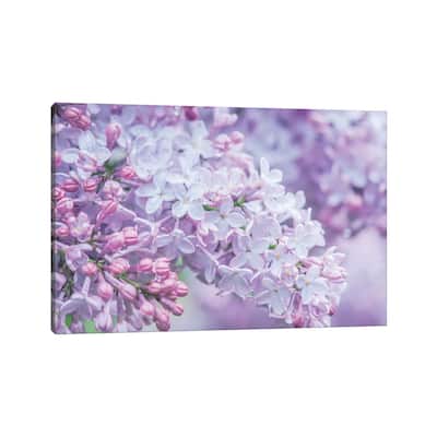 iCanvas "USA, Washington State, Seattle. Kubota Garden, lilac close-up." by Rob Tilley Canvas Print