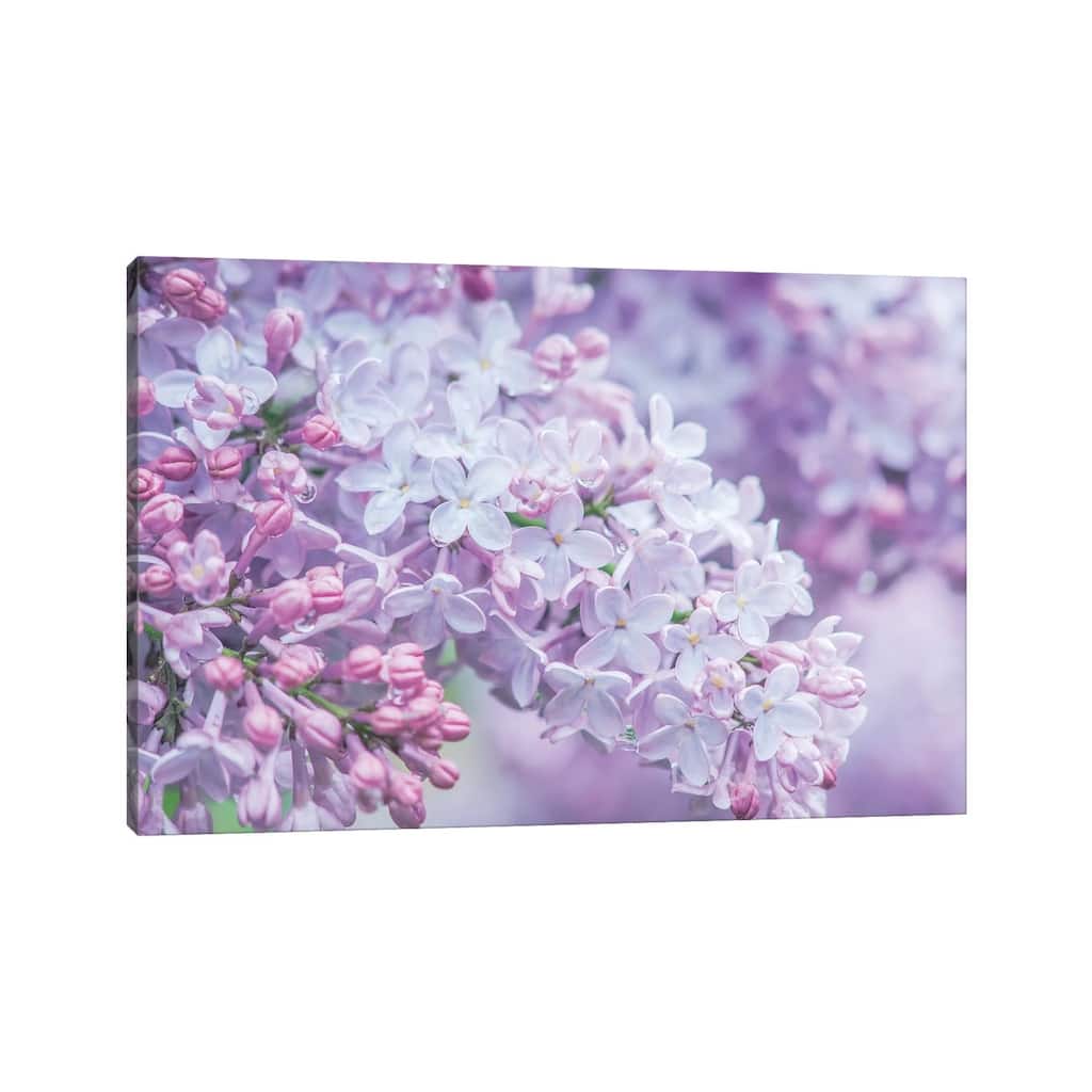 iCanvas "USA, Washington State, Seattle. Kubota Garden, lilac close-up." by Rob Tilley Canvas Print