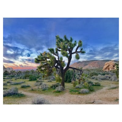 Joshua Tree Moment by James Carol Canvas Art Print