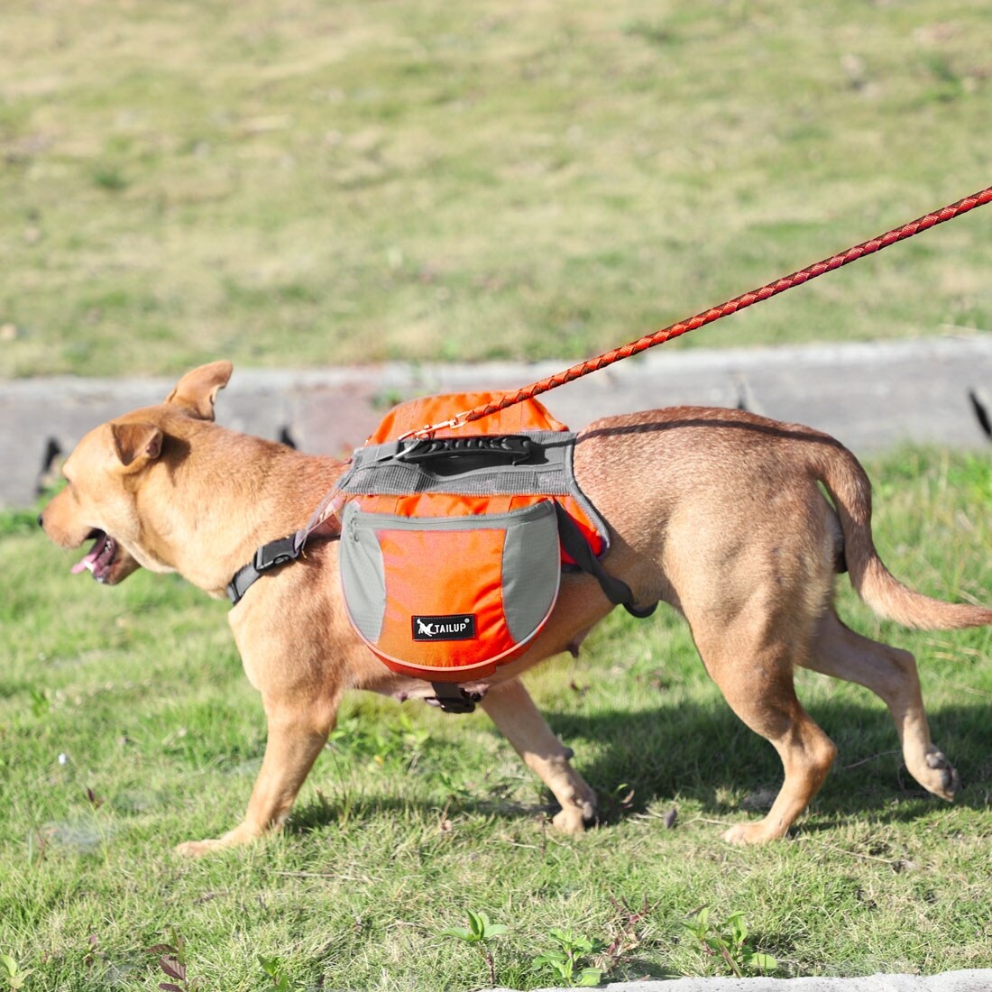 tailup dog backpack