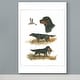 preview thumbnail 3 of 8, Gordon Setter -Premium Gallery Wrapped Canvas