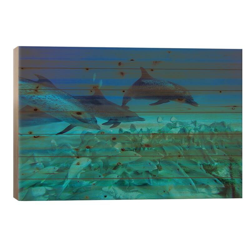 Atlantic Spotted Dolphin Trio Predating On School Of Snappers, Bahamas, Caribbean Print On Wood by Hiroya Minakuchi - 18x26x1.5