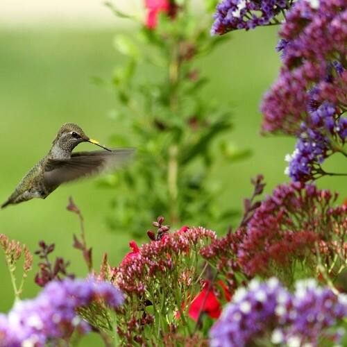 Shop Hummingbird Pre Seeded Flower Mat 3 Pack With Garden Shovel Overstock 20497364