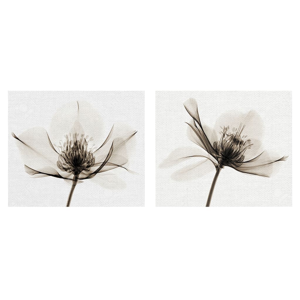 Hellebore I, II by Robert Coop Canvas Art Prints
