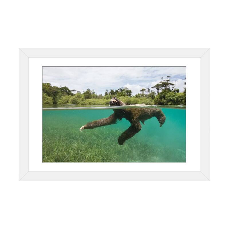 iCanvas "Pygmy Three-Toed Sloth Swimming In Mangrove Forest, Isla Escudo De Veraguas, Panama" by Suzi Eszterhas - White - 16x24x1