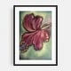 Hibiscus Drawing Floral Botanical Flower Modern Art Print Poster - Bed 