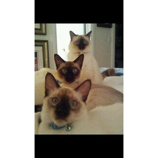 Shop On2pets Luxury Large Square Cat Tree Overstock 15299218